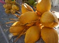 Coconuts for drinking water in Caribbean