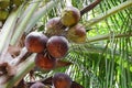Coconuts dry on the palm tree in nature Royalty Free Stock Photo