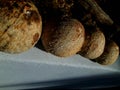 Coconuts drying up