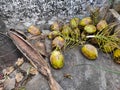Coconuts on the floor after plucking from the tree Royalty Free Stock Photo