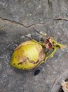 Coconuts on the floor after plucking from the tree Royalty Free Stock Photo