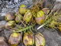 Coconuts on the floor after plucking from the tree Royalty Free Stock Photo