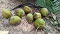 Coconuts fruit or Cocos nucifera with green scattered on the ground. Royalty Free Stock Photo