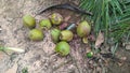 Coconuts fruit or Cocos nucifera with green scattered on the ground. Royalty Free Stock Photo