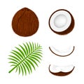 Coconuts fruit set isolated on white background, illustration coconut brown and leaf for clip art, coconut fruit simple for icon