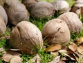 Coconuts on the ground Royalty Free Stock Photo