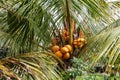 Coconuts grow on a palm tree