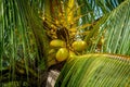 Coconuts grow on palm trees