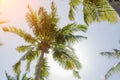 Coconuts grow on a tall palm tree. Large green palm branches. Fruits hang at the top of the trunk. Clear cloudless day Royalty Free Stock Photo