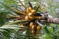 Coconuts Growing