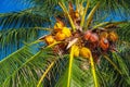 coconuts growing on coconut palm tree with green foliage against the sky Royalty Free Stock Photo