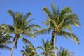 Coconuts Growing On Coconut Palm Trees Royalty Free Stock Photo