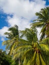 Coconuts growing on a green palm tree against a blue sky