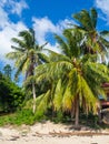 Coconuts growing on a green palm tree against a blue sky Royalty Free Stock Photo