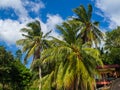 Coconuts growing on a green palm tree against a blue sky Royalty Free Stock Photo