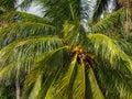 Coconuts growing on a green palm tree against a blue sky