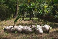 Coconuts growing in the jungle of Koh Rong