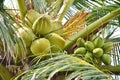 Coconuts growing on palm Royalty Free Stock Photo