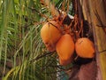 Coconuts growing on a palm tree trunk in a lush green tropical setting Royalty Free Stock Photo