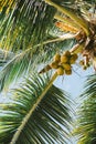 Coconuts growing on palm tree under clear blue sky in tropical paradise Royalty Free Stock Photo