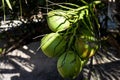 Coconuts growing in a palm tree in Vietnam