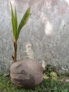 Coconuts growing on the wall can be seen from the green leaf buds