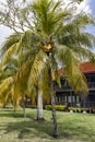 Coconuts hang among lush foliage in Langkawi island,
