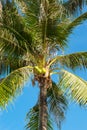 Coconuts hang on a palm tree against a blue sky Royalty Free Stock Photo