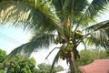 Coconuts hanging from a fertile coconut tree. Royalty Free Stock Photo