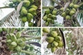 Coconuts Hanging Royalty Free Stock Photo