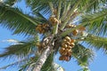 Coconuts hanging from Palm Tree Royalty Free Stock Photo