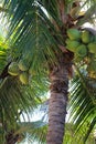 Coconuts hanging in a palm tree in Mexico Royalty Free Stock Photo