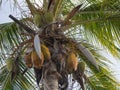 Coconuts hanging from a Palm Tree Royalty Free Stock Photo