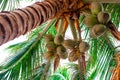 Coconuts hanging from a tall palm tree. Tropical plants with delicious fruits Royalty Free Stock Photo