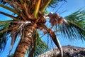 Coconuts hanging in tropical palm tree Royalty Free Stock Photo