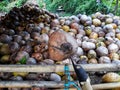 Coconuts are harvested and ready to be peeled and processed into copra