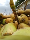coconuts that have not been peeled but look fresh Royalty Free Stock Photo
