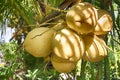 Coconuts Indonesia. Ripening fruits of coconut palm. island of Bali