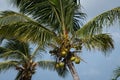 Coconuts on the island of St Martin, Dutch Caribbean