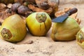 Coconuts with knife Royalty Free Stock Photo