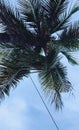 Coconuts leaves plante sky high