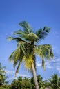 Coconuts on a lone tree with beautiful clear blue sky background Royalty Free Stock Photo