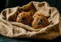 Coconuts, naturally burlap and fresh from the tree Royalty Free Stock Photo