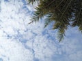 Coconuts palm tree blue sky background