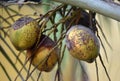 Coconuts on palm tree