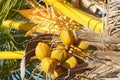 Coconuts on Palm Tree Royalty Free Stock Photo