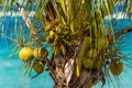 Coconuts on a palm tree Royalty Free Stock Photo