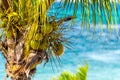 Coconuts on a palm tree in front of the aqua blue Caribbean sea Royalty Free Stock Photo