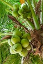 Coconuts palm tree Royalty Free Stock Photo