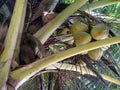 Coconuts palm tree Royalty Free Stock Photo